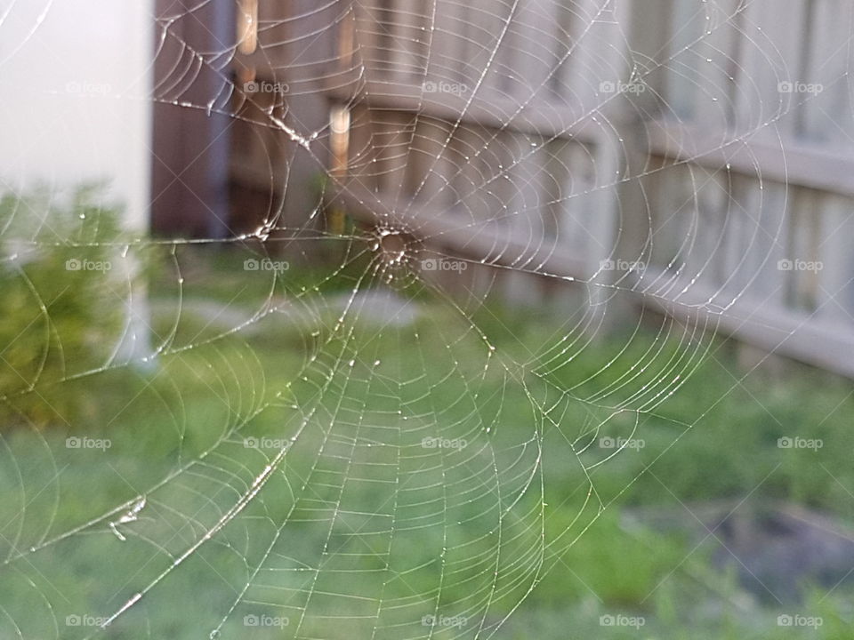 spider web