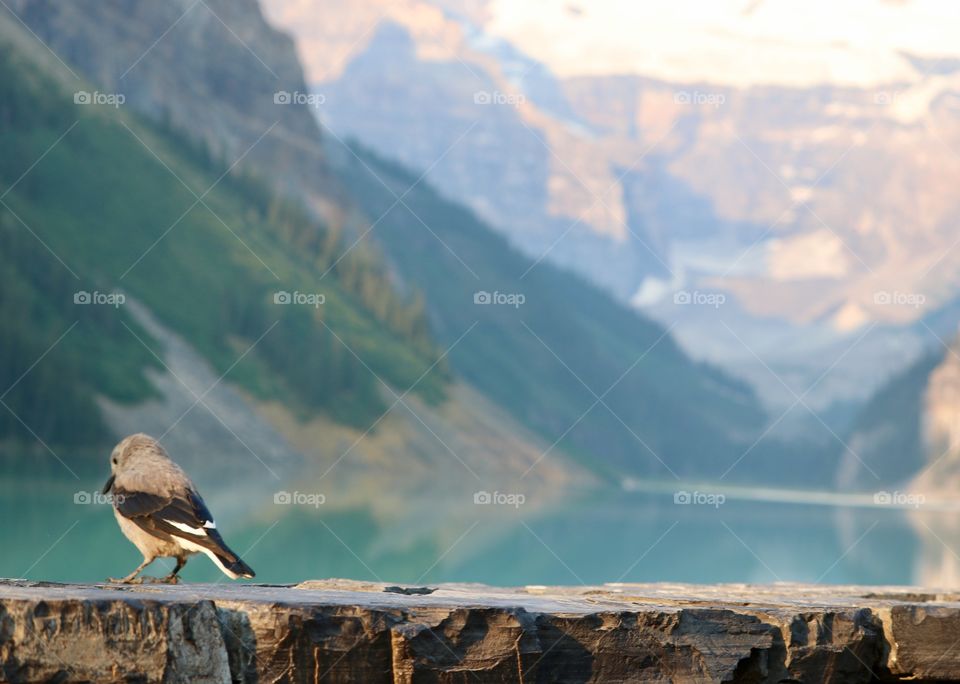 Clark's Nutcracker Bird perched in foreground of beautiful Lake Louise in Canada's Rocky Mountains 