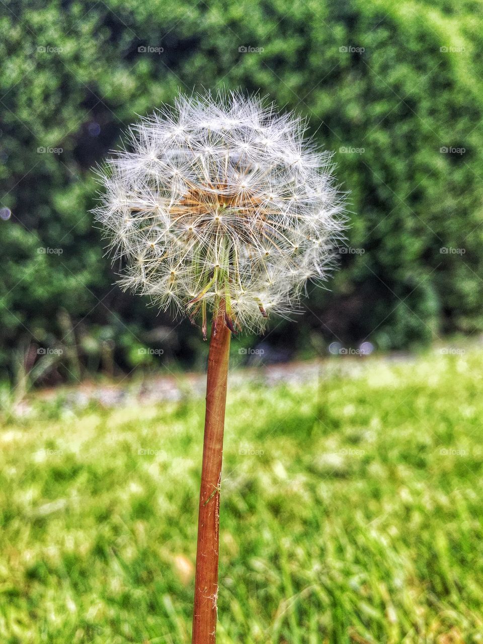 Dandelion growing on grassy field