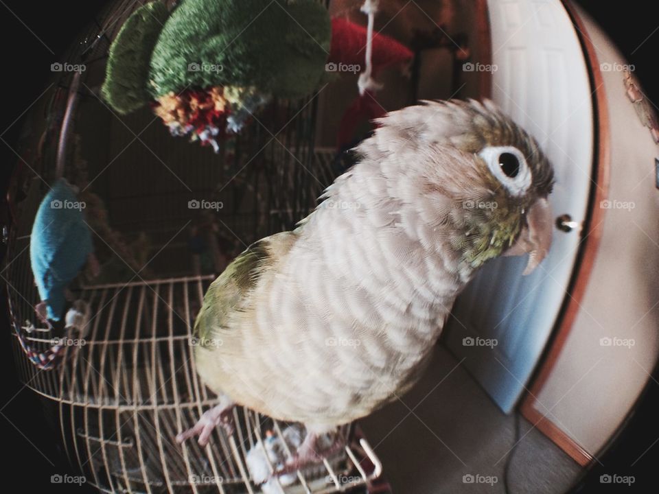 Snuggles in Fisheye