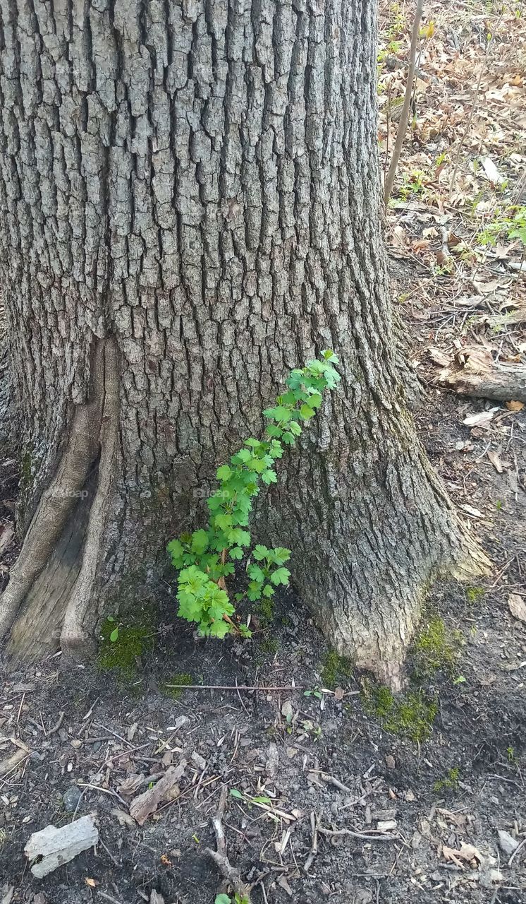 a sapling growing up alongside its parent