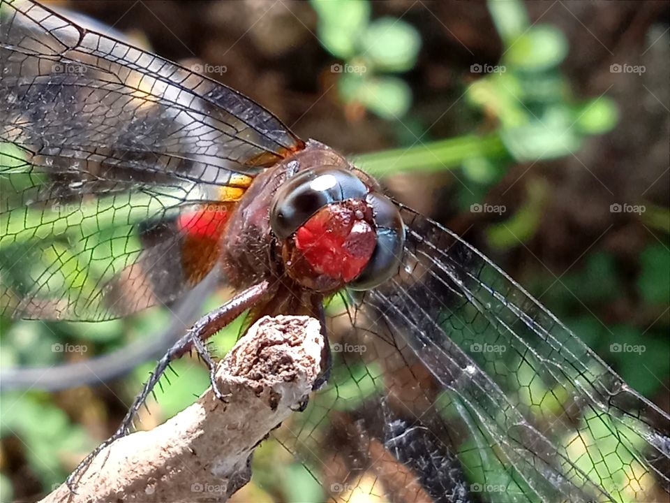 A dragonfly's face turns red in the sun.