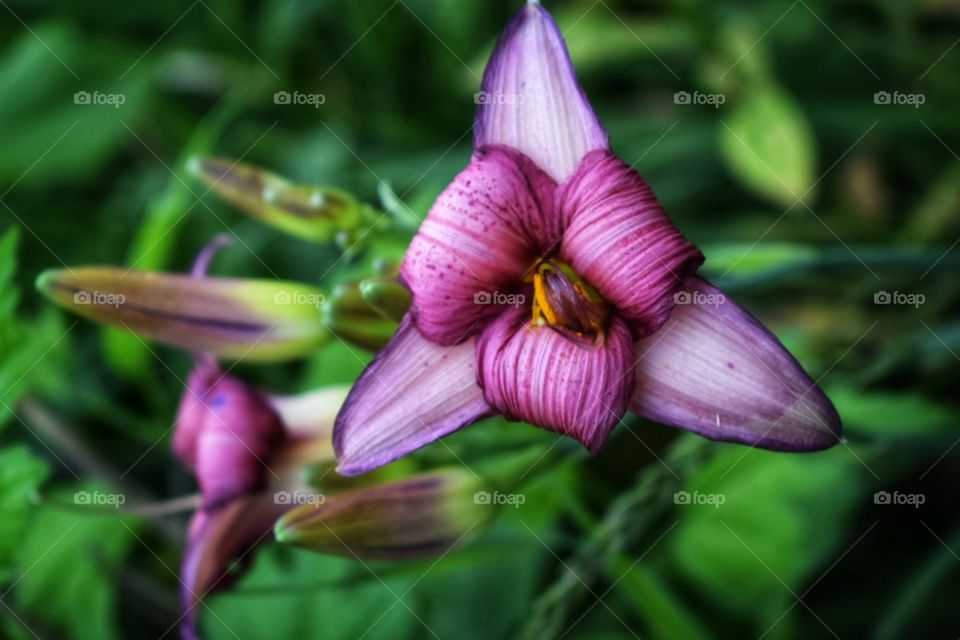 Throwing star Lily