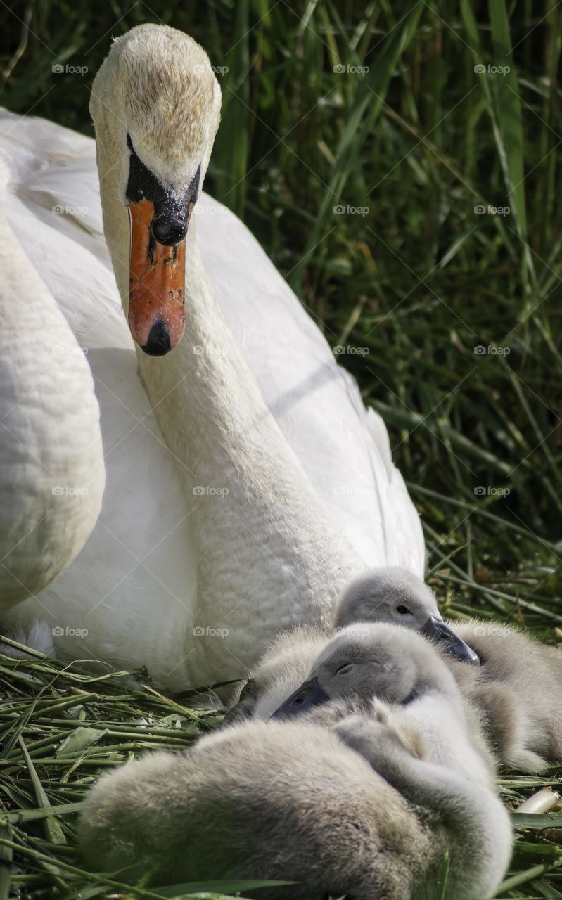 White swan with cygnets 