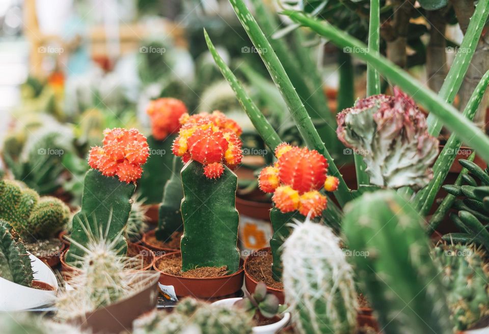 Different cacti in pots in flowers shop 