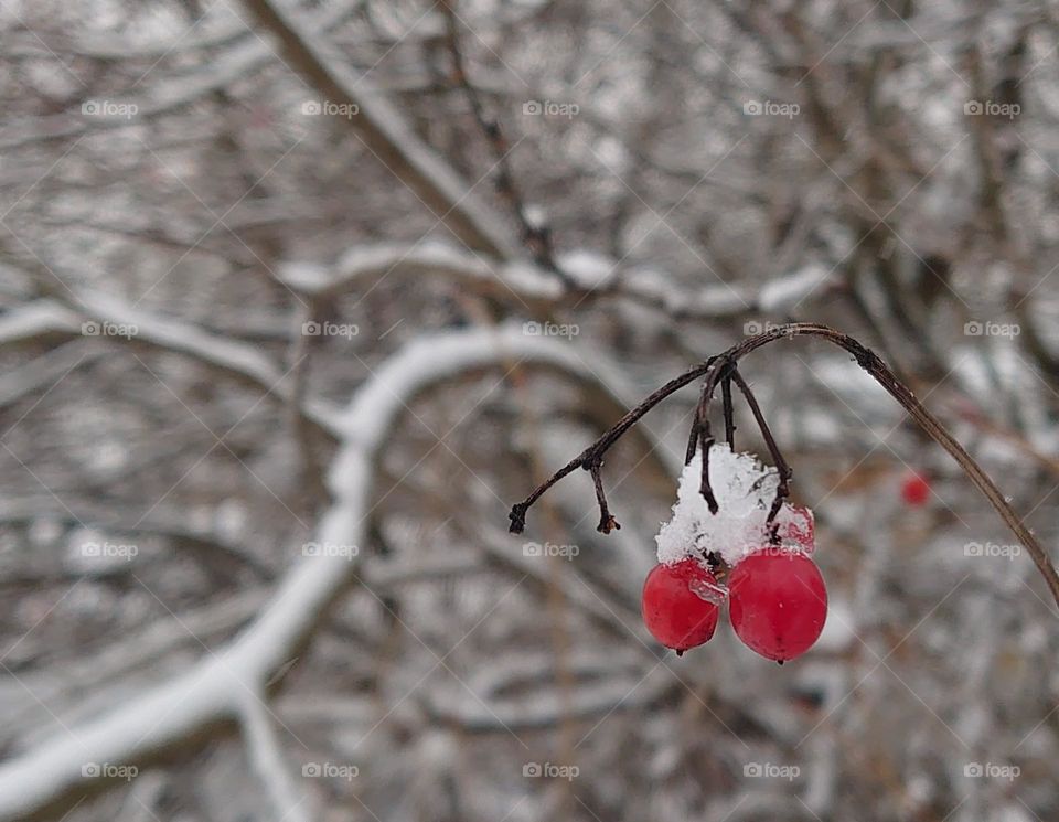 Red berries on a branch in the winter forest❄️🔴❄️