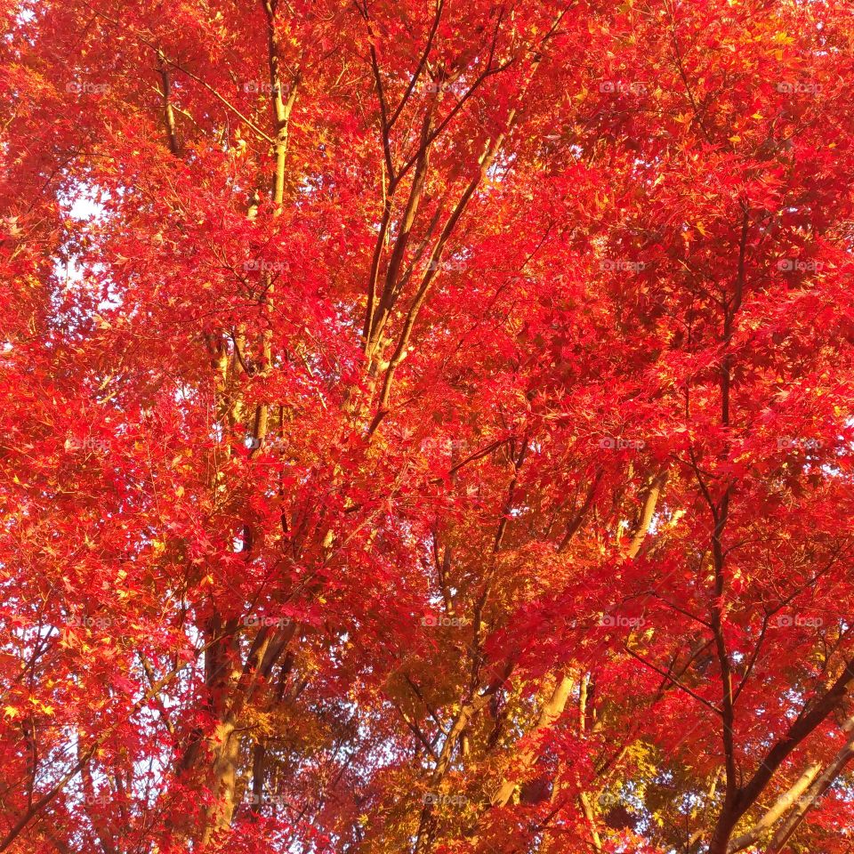 Autumn leaves at sunset