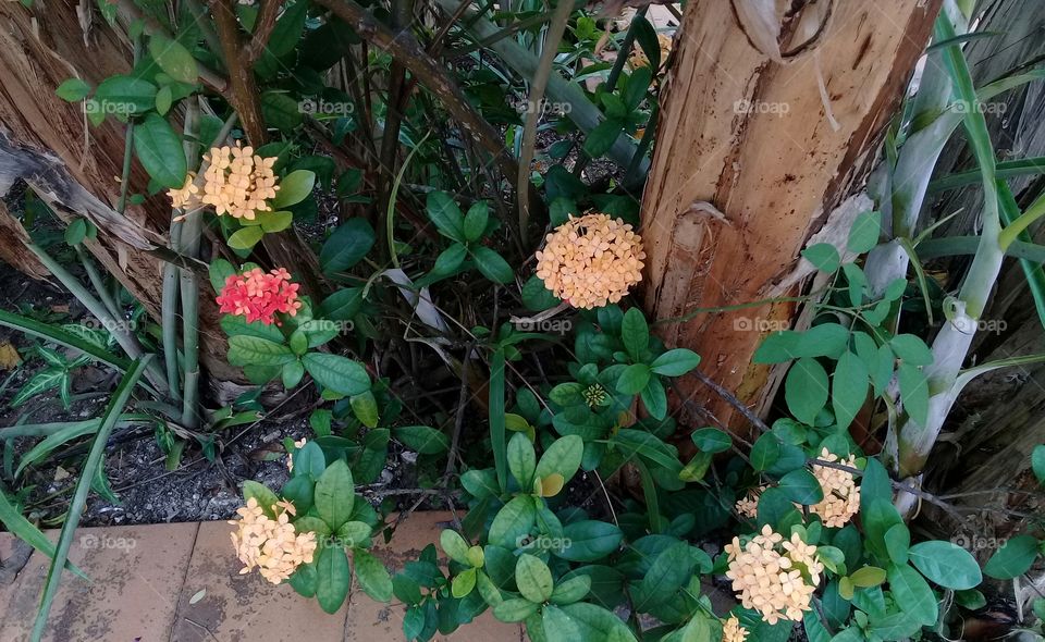 Hoya Carnosa  flower, between banana trees. Baby banana tree 😊