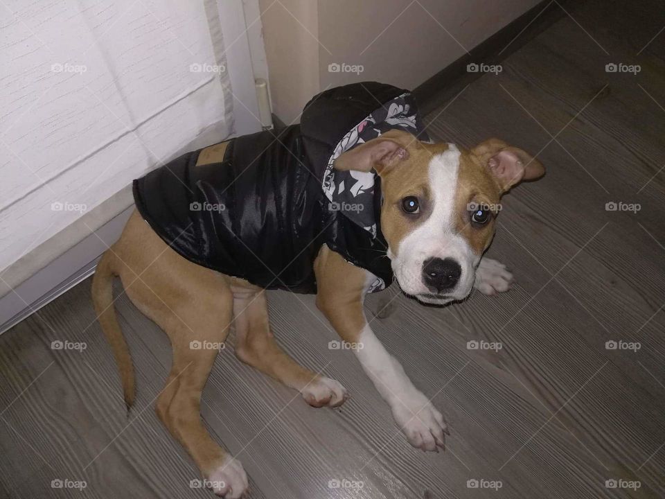 Dog, Mammal, Canine, Pet, Portrait