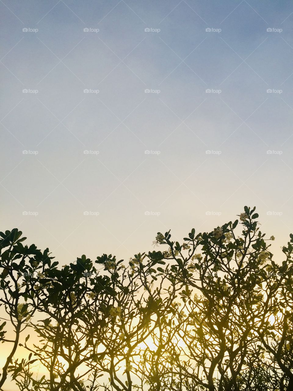 Beautiful Sunlight, Sunset, Sundown, Sunrise and branch tree foreground.
