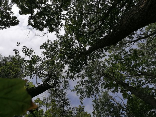 Tree in the sky