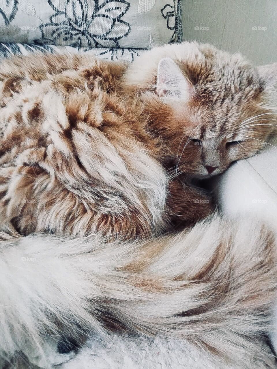Ginger cat sleeping on sofa