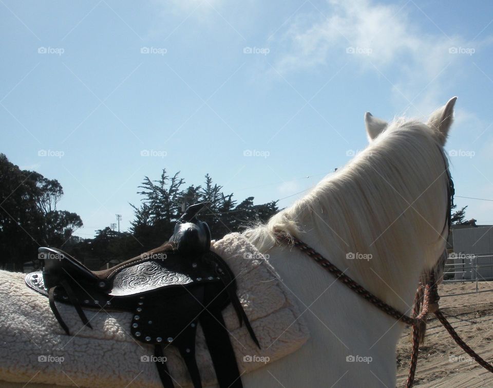 horse back saddle ride on clear day in California