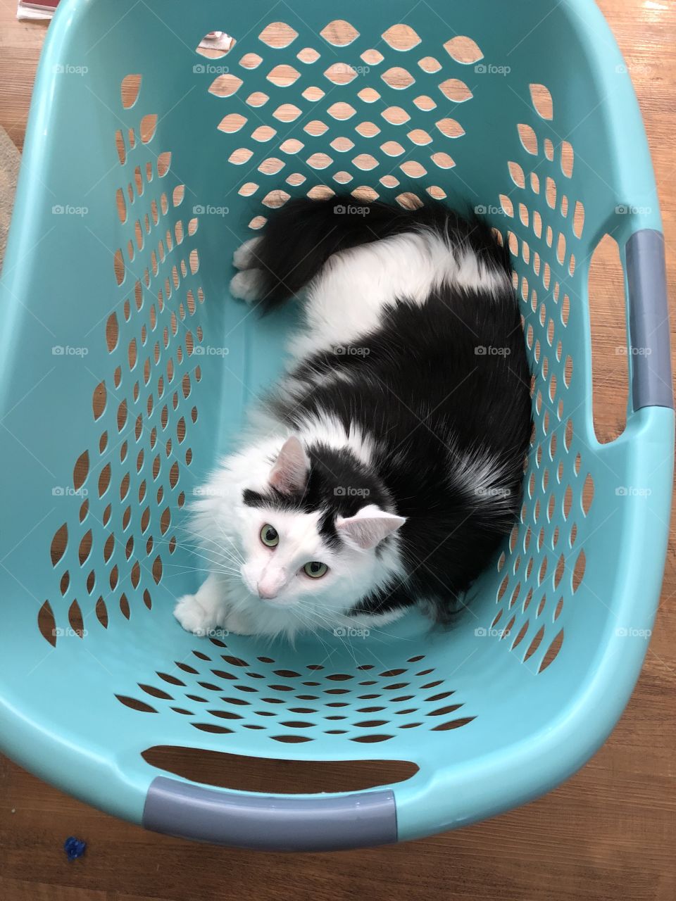 Laundry basket cat 