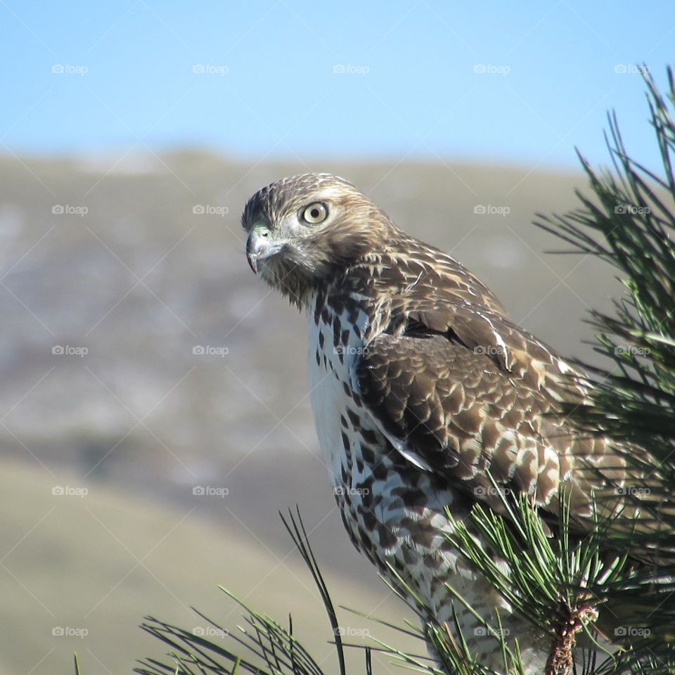 Hawk on  hike in Golden Colorado