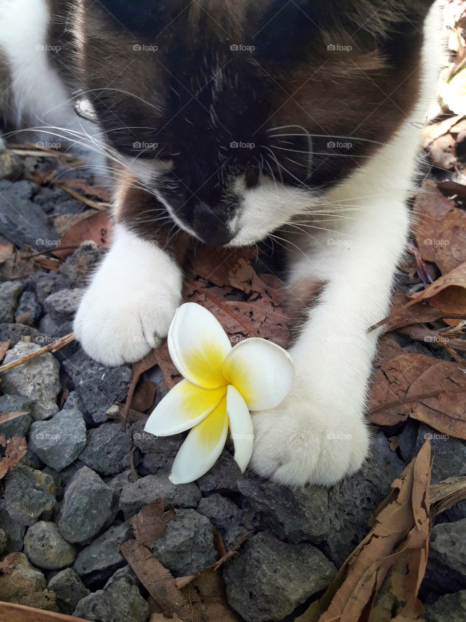Cute kitty playing with a colorful and beautiful flower