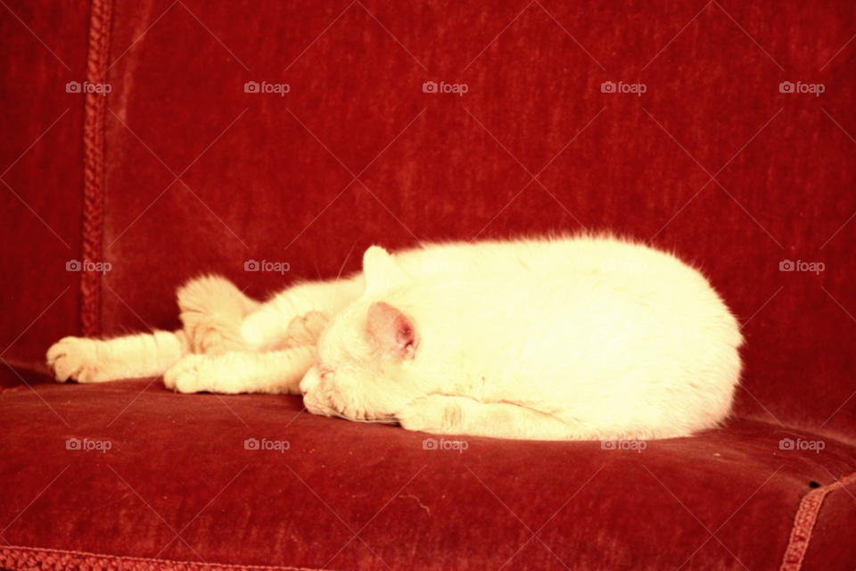 sweet cat sleeping animal by arman