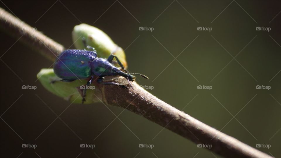 Electric blue beetle