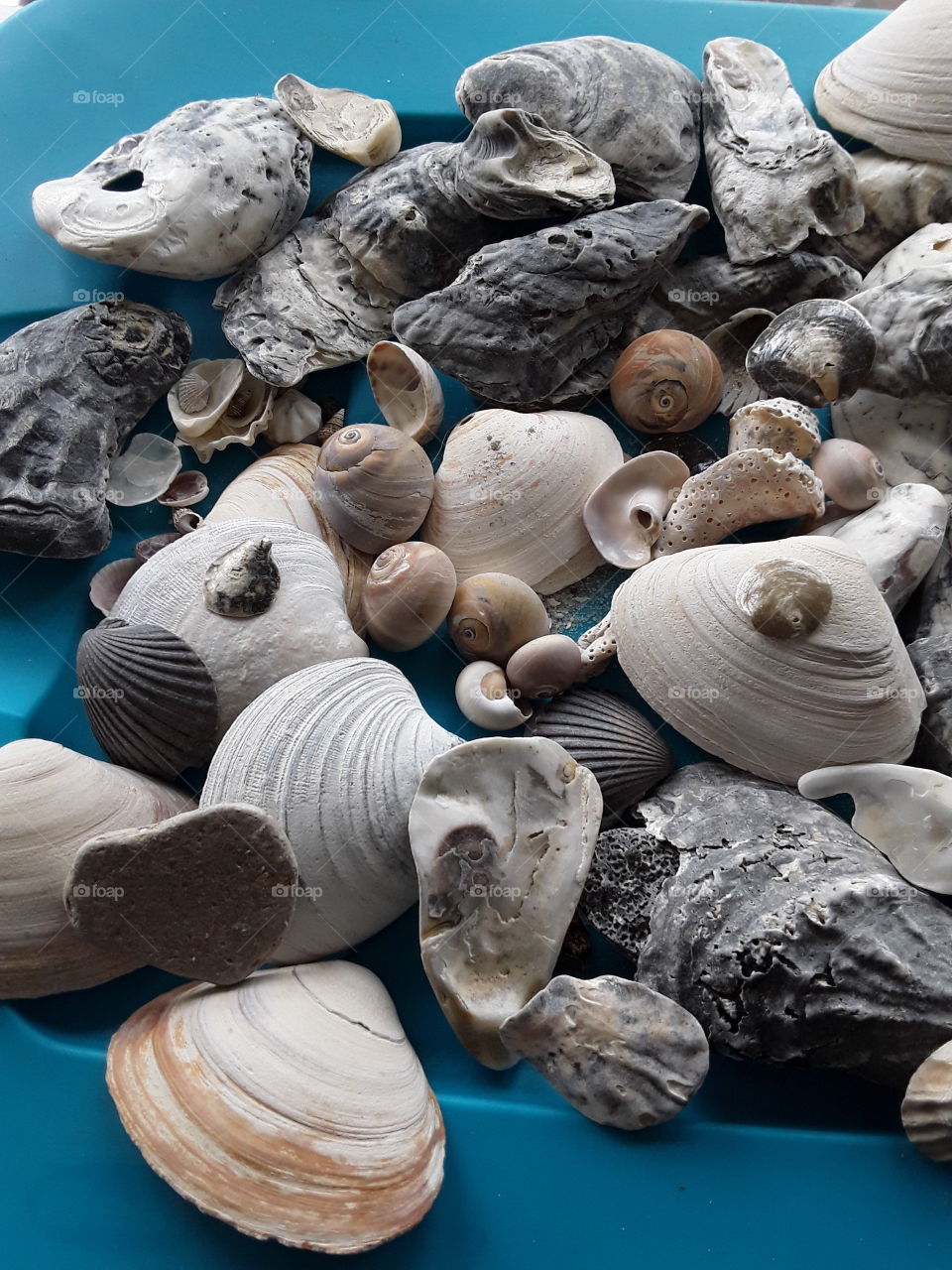shells  from the sea of jersey shore