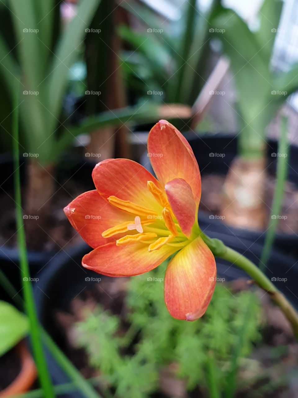 beautiful rain lilly