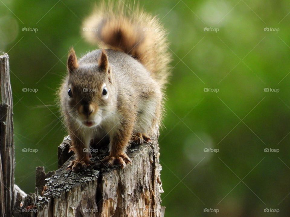 squirrel looking perched on wood post