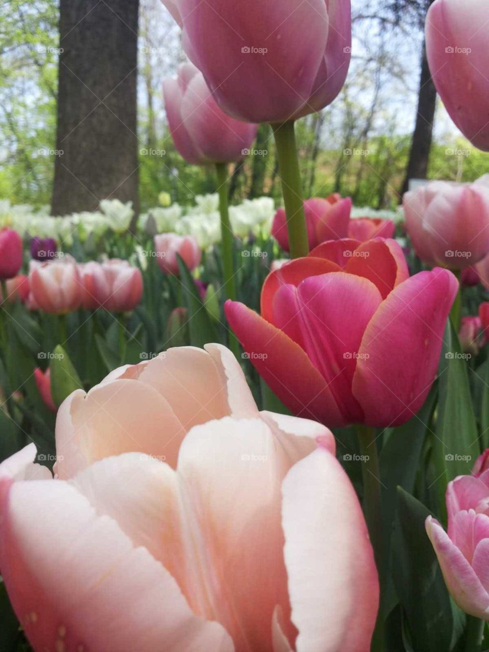 tulips