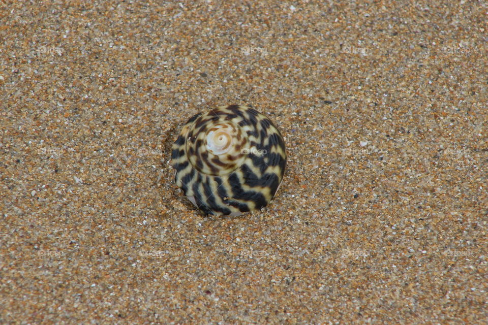 Seashell