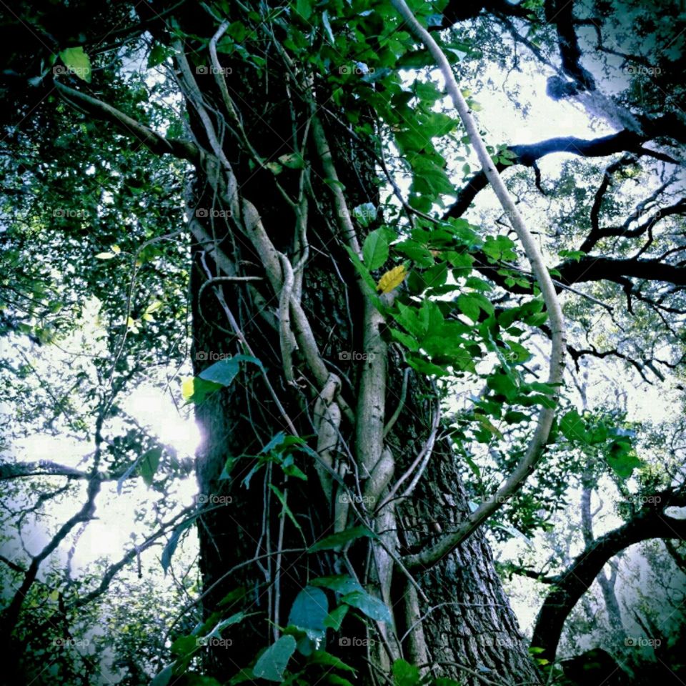 wisteria vine