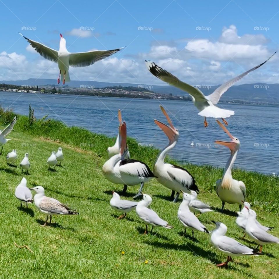 “The reason why we can’t fly the birds can is simply because that’s how God created us.”~S.Gibson