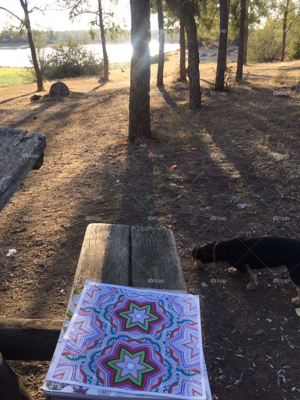 mandalas en el campo