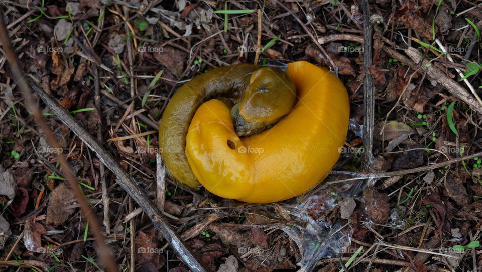 Two slimy little gastropods, Banana Slugs on the floor of a California conifer forest.