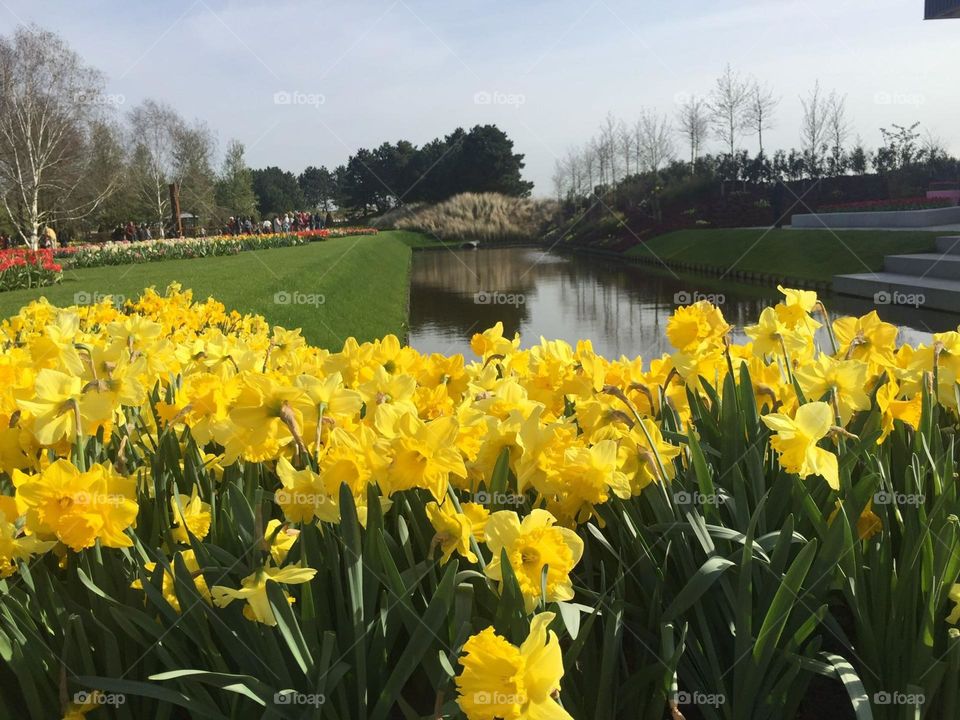 Yellow daffodils