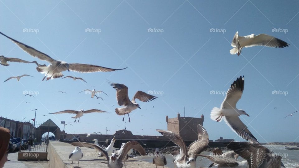 flock of seagulls in the sky.