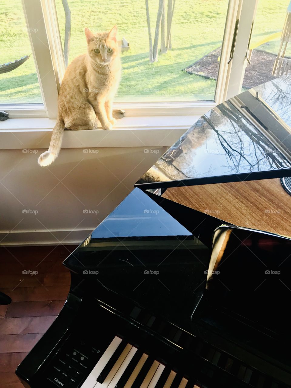 Darling curious tabby cat enjoying sitting in window with beautiful reflection being captured in baby grand! 