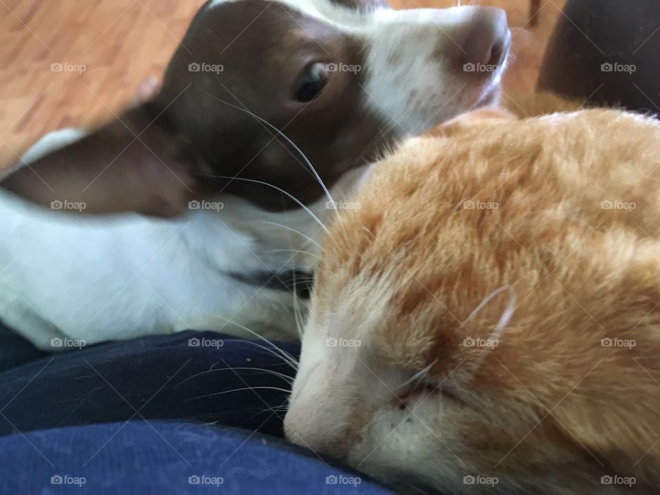 Awe they love each other have had Tom the cat about two years, Gizmo just a few months.