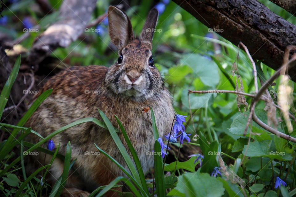 Cute rabbit in spring