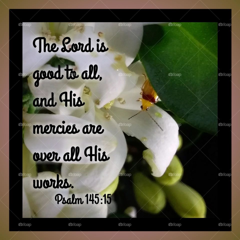 Yellow and Red Beetle on White flower with Bible verse