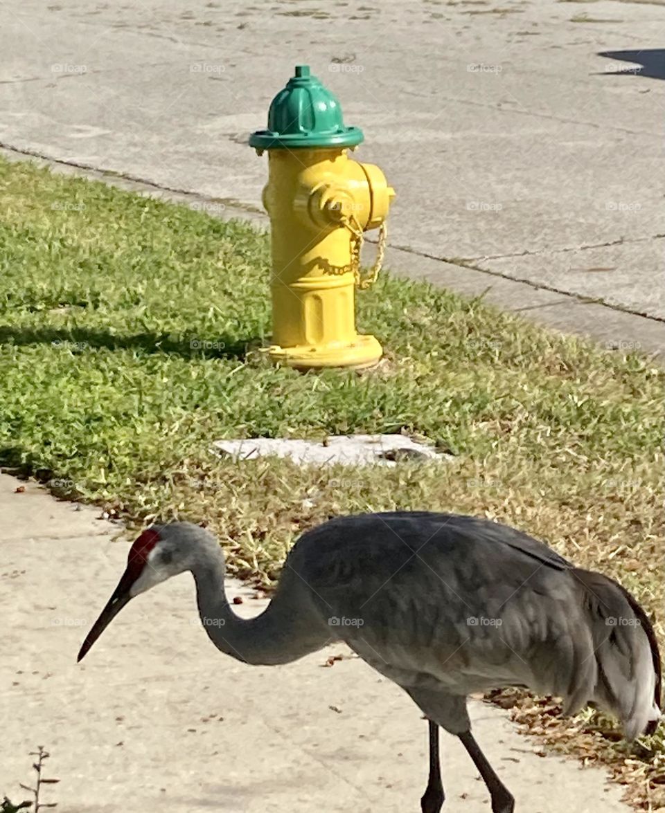 Yellow fire hydrant behind a sandhill 