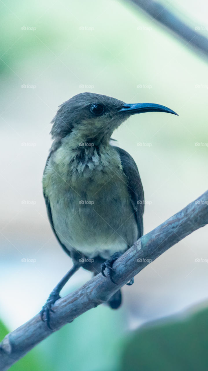 The Black-throated Sunbird