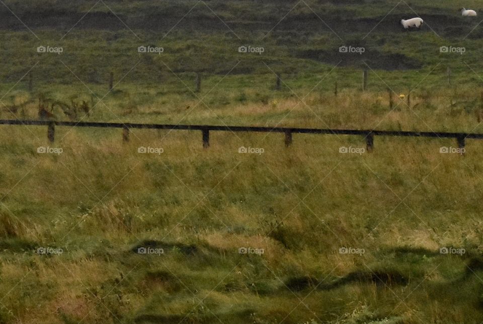 Monet’s Sheep in Ireland