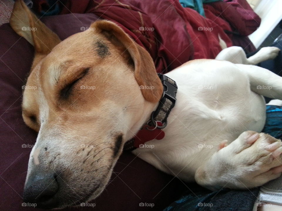 Beagle at Rest. Beagle sleeping