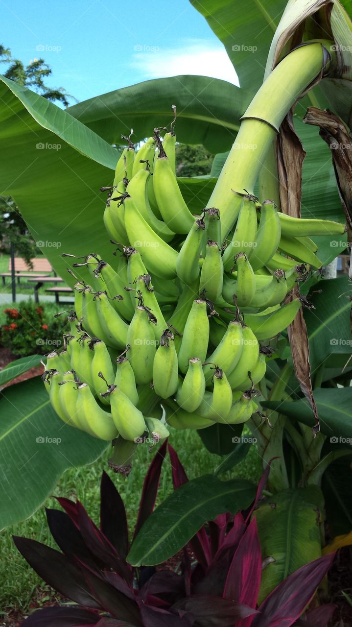Banana anyone
