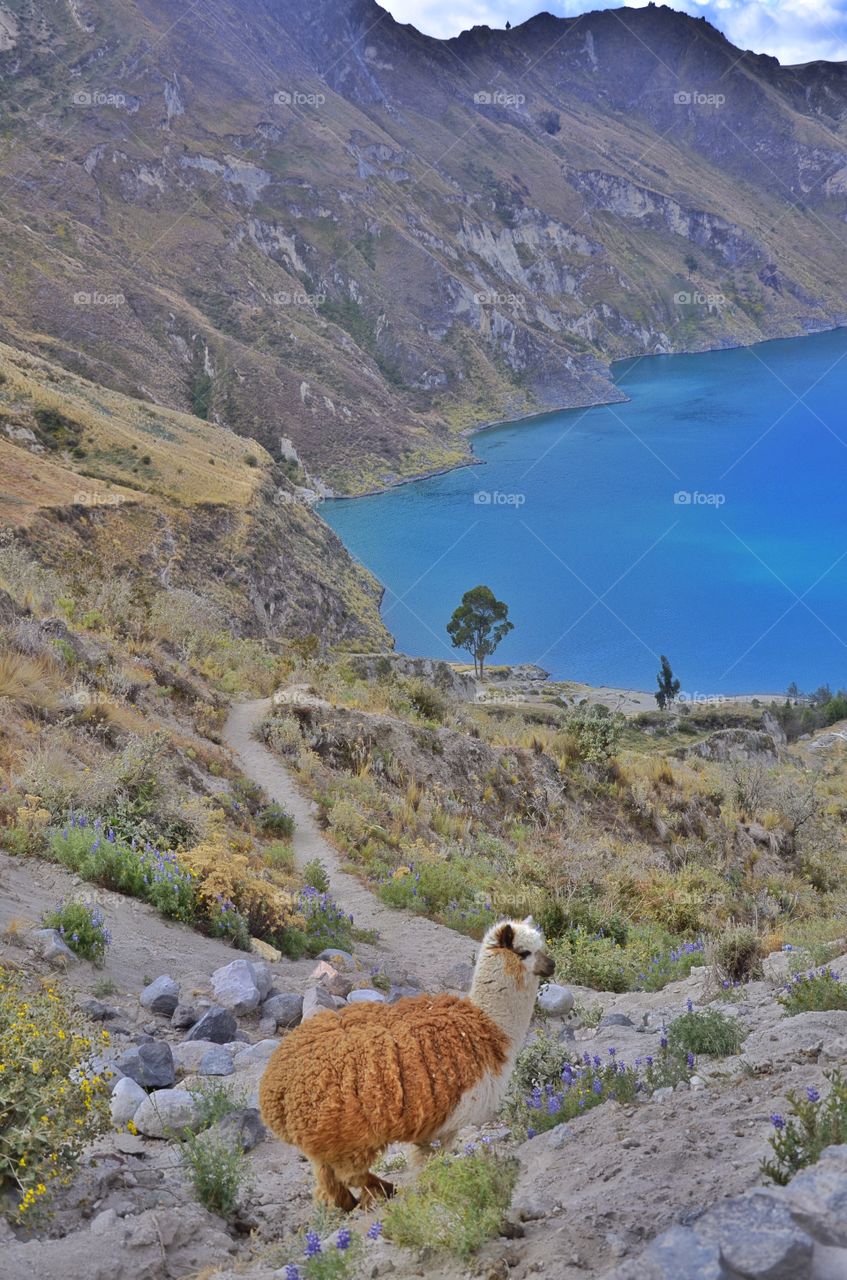 alpaca in Ecuador - Quilotoa Laguna - August 2014