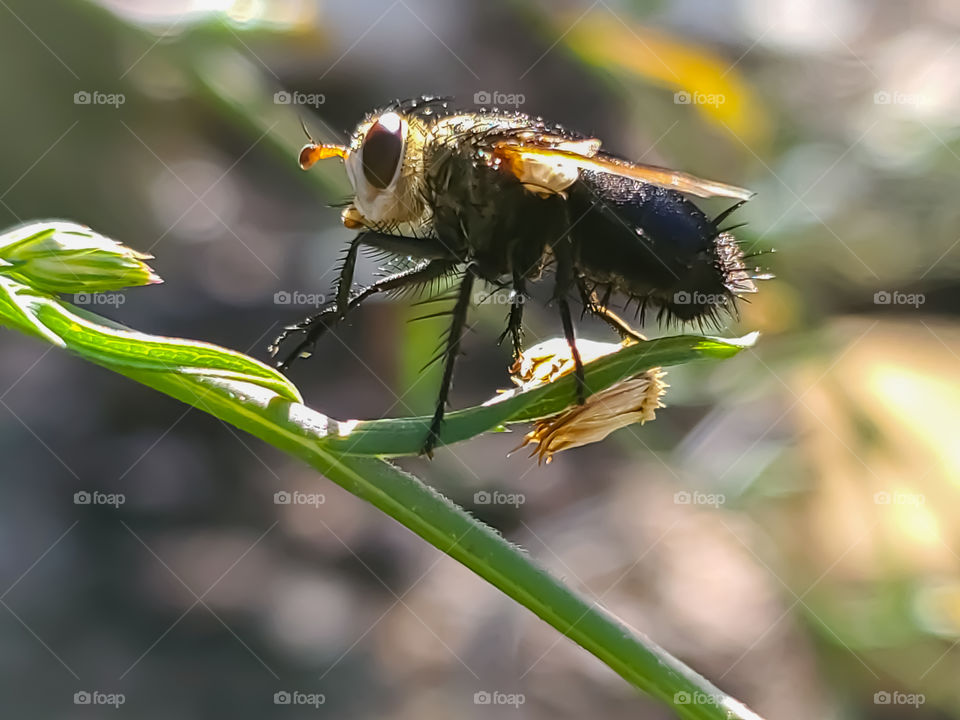 Close up of a species of a fly