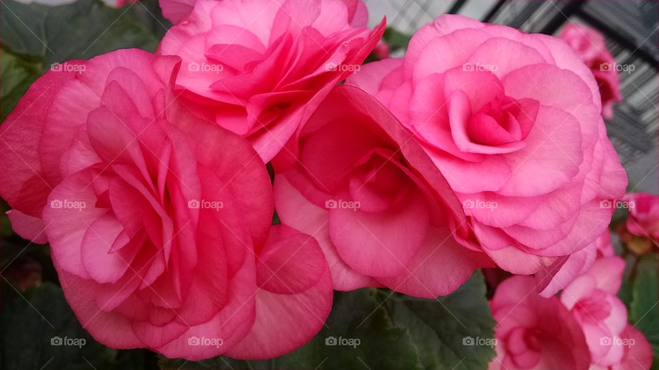 Flower, Rose, Petal, Love, No Person