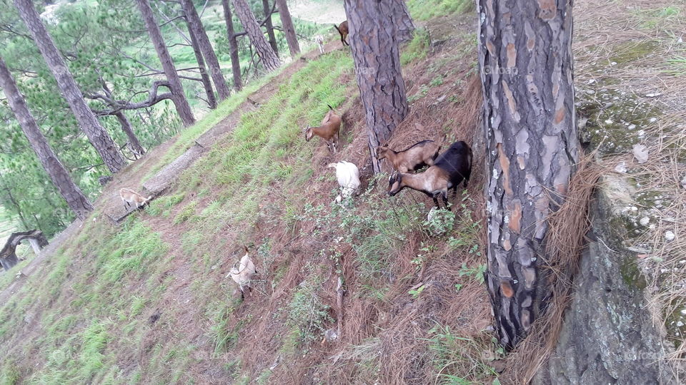 Goats eating grass at the hill