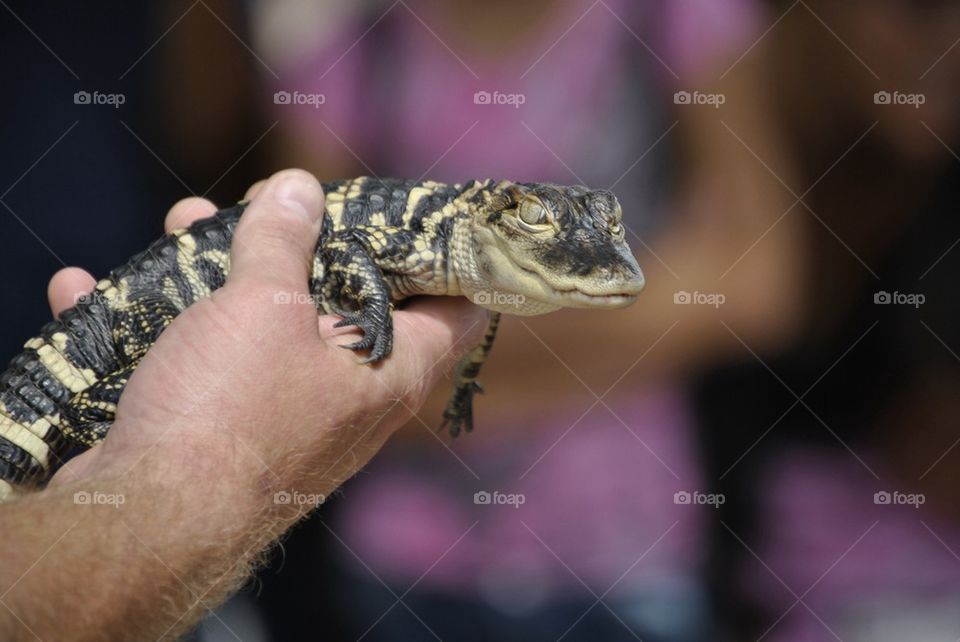 Baby Gator