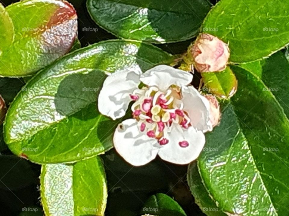 Hawthorn flower