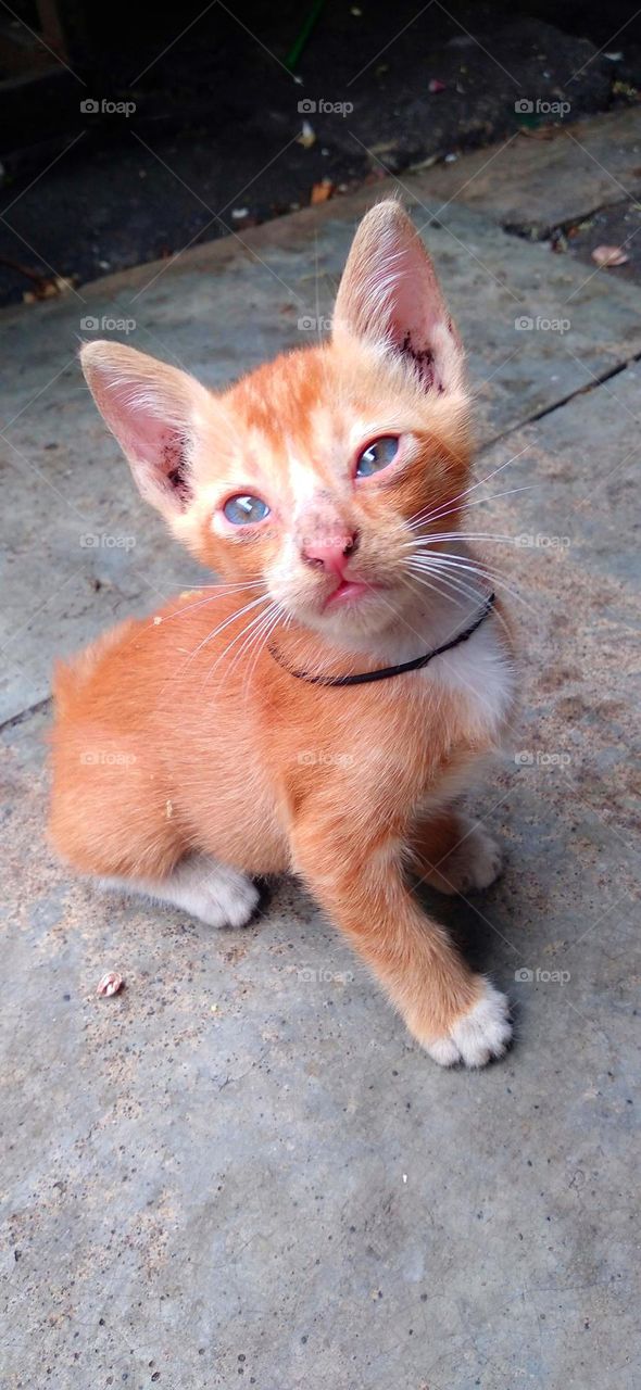 The cat's style is very cute, it makes you happy