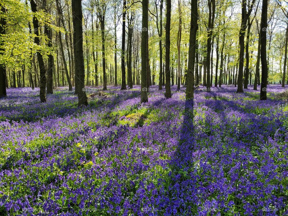 Magic Forest